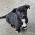 Merlin